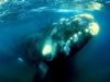 Baleines et orques - 003